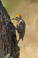 Yellow-crowned-Woodpecker-(Dendrocopos-mahrattensis)