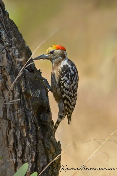 Yellow-crowned-Woodpecker-(Dendrocopos-mahrattensis).jpg