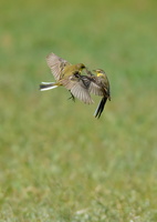 Yellow-Wagtail-(Motacilla-flava)01