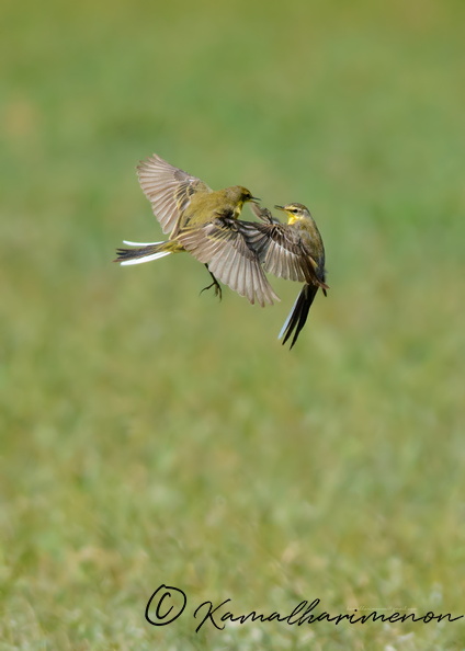 Yellow-Wagtail-(Motacilla-flava)01.jpg