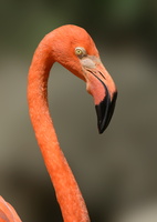 American-flamingo-(Phoenicopterus-ruber)