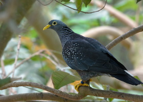 African-olive-pigeon-or-Rameron-pigeon-(Columba-arquatrix)01