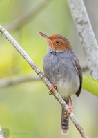 ashy tailorbird (Orthotomus ruficeps)01