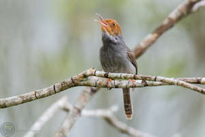 ashy tailorbird (Orthotomus ruficeps)02
