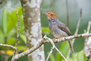 ashy tailorbird (Orthotomus ruficeps)03