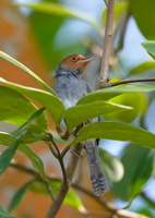 ashy-tailorbird-(Orthotomus-ruficeps)