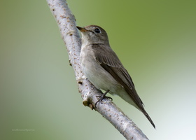 Asian-brown-flycatcher-(Muscicapa-latirostris)