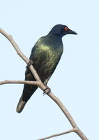 Asian glossy starling (Aplonis panayensis)03