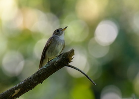 Asian-brown-flycatcher-(Muscicapa-latirostris)01