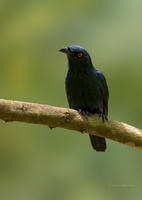 Asian-glossy-starling-(Aplonis-panayensis)