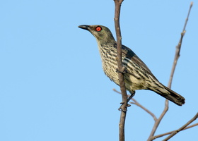 Asian-glossy-starling-(Aplonis-panayensis)02
