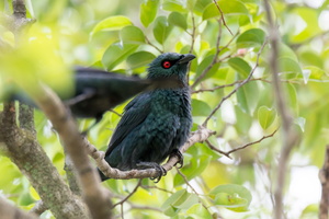 Asian-glossy-starling-(Aplonis-panayensis)04