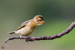 Baya Weaver (Ploceus philippinus)
