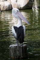 Australian pelican (Pelecanus conspicillatus)