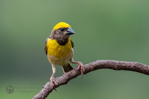 Baya Weaver (Ploceus philippinus)01