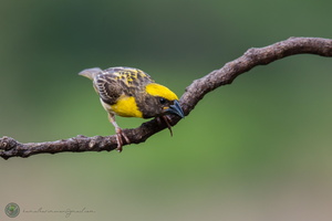 Baya Weaver (Ploceus philippinus)02