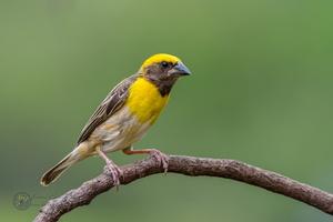 Baya Weaver (Ploceus philippinus)03