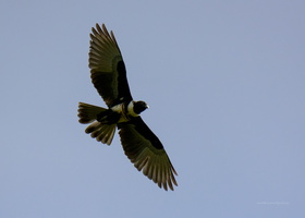 Black-Baza-(Aviceda-leuphotes)04