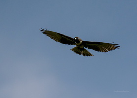 Black-Baza-(Aviceda-leuphotes)03
