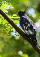 Black-Baza-(Aviceda-leuphotes)05