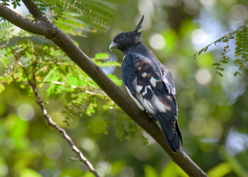 Black-Baza-(Aviceda-leuphotes)06