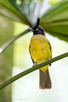 Black-crested Bulbul (Pycnonotus flaviventris)