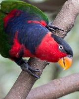 Black-capped-lory-(Lorius-lory)