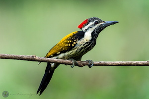 Black-rumped Flameback (Dinopium benghalense)
