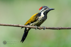 Black-rumped Flameback (Dinopium benghalense)01