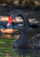 Black-swan-(Cygnus-atratus)