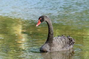 black-swan-(Cygnus-atratus)01