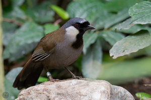 Black-throated Laughingthrush (Garrulax chinensis)