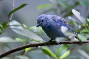 blue-gray-tanager-(Thraupis-episcopus)
