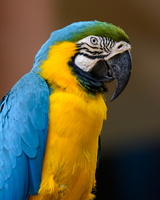 Blue-and-yellow-macaw-(Ara-ararauna)