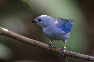 blue-gray-tanager-(Thraupis-episcopus)01