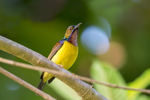 brown-throated-sunbird-(Anthreptes-malacensis)