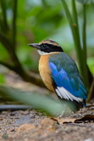 Blue-winged Pitta (Pitta moluccensis)