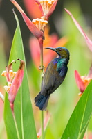 brown-throated-sunbird-(Anthreptes-malacensis)01