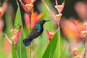 brown-throated-sunbird-(Anthreptes-malacensis)02