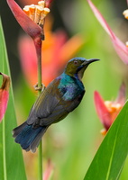 brown-throated-sunbird-(Anthreptes-malacensis)03