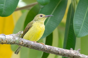 brown-throated-sunbird-(Anthreptes-malacensis)04