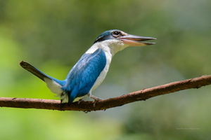 Collared-kingfisher-(Todiramphus-chloris)