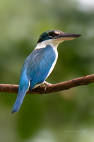Collared-kingfisher-(Todiramphus-chloris)01