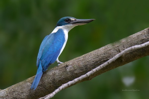 Collared-kingfisher-(Todiramphus-chloris)02