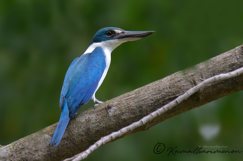 Collared-kingfisher-(Todiramphus-chloris)02.jpg