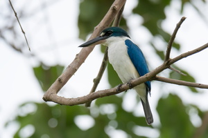 collared-kingfisher-(Todiramphus-chloris)04