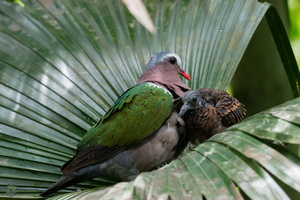 Common emerald dove (Chalcophaps indica)
