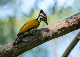 Common-goldenback-(Dinopium-javanense)