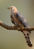 Common-Hawk-Cuckoo-(Hierococcyx-varius)02