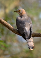 Common-Hawk-Cuckoo-(Hierococcyx-varius)03
